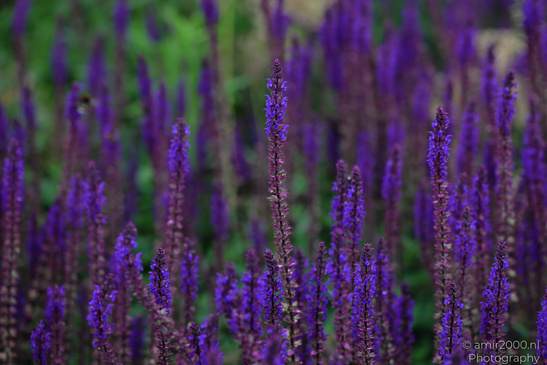 Woodland_Sage_Salvia_Nemorosa_Flower_Photography_Macro_Photography_Canon_EOS_R5_Mark_II_2026_001.JPG