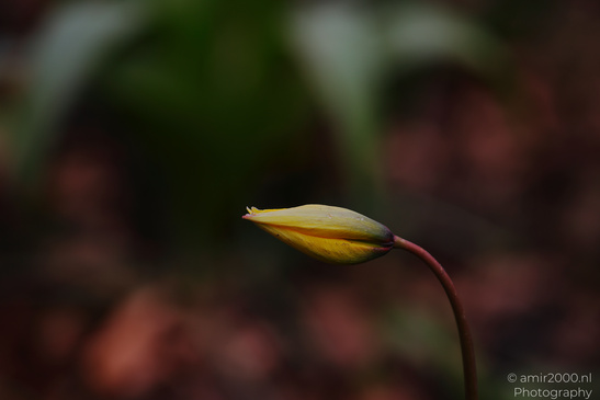 A delicate yellow tulip bud stands alone in a dark forest setting. - image from year 2026 #001