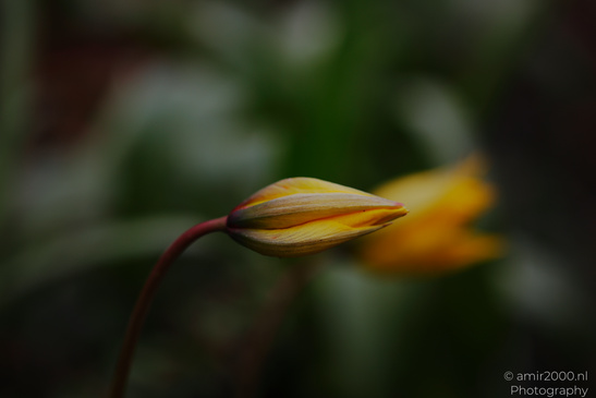 A close up of a yellow flower bud with delicate petals. - image from year 2026 #002