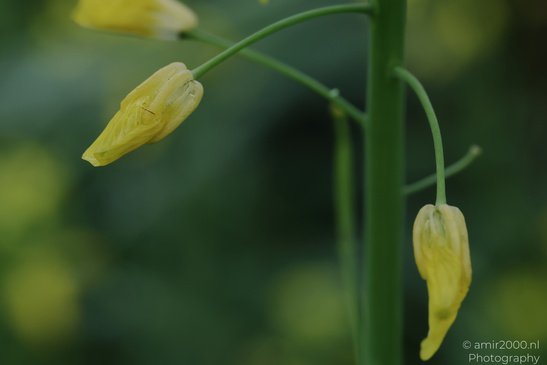 Yellow_Mustard_Buds_Flower_Photography_Macro_Photography_Canon_EOS_R5_Mark_II_2026_001.JPG