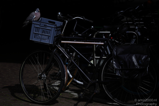 A pigeon perches on a blue crate attached to a black bicycle in the dark. - image from year 2026 #003