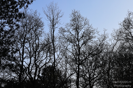 Afternoon_Walk_Through_Zuid_Kennemerland_Nature_Landscape_Netherlands_Nature_Photography_Canon_EOS_R5_Mark_II_2026_002.JPG