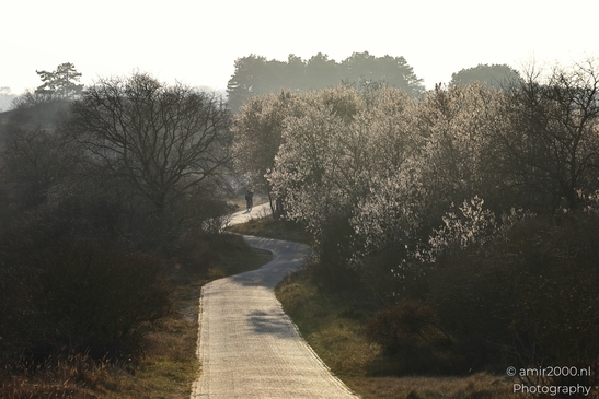 Afternoon_Walk_Through_Zuid_Kennemerland_Nature_Landscape_Netherlands_Nature_Photography_Canon_EOS_R5_Mark_II_2026_003.JPG