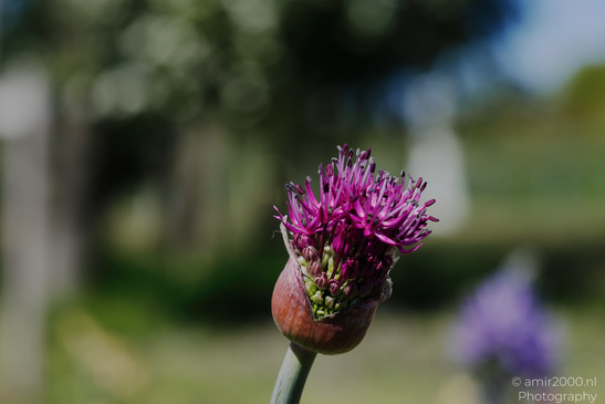Allium_Starting_To_Blossom_Flower_Photography_Nature_Photography_Canon_EOS_R5_Mark_II_2026_001.JPG