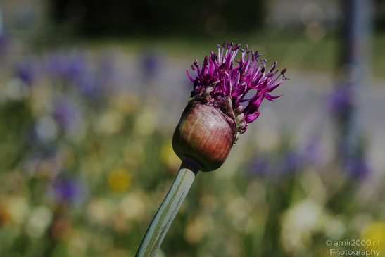 Allium_Starting_To_Blossom_Flower_Photography_Nature_Photography_Canon_EOS_R5_Mark_II_2026_002.JPG