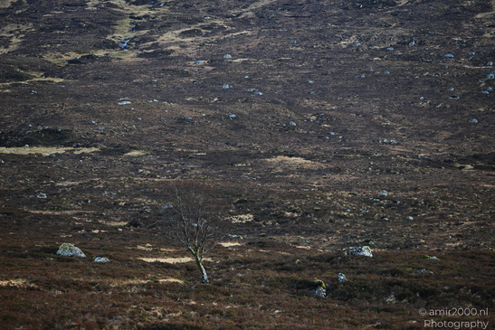 Altnafeadh_Viewpoint_In_The_Scottish_Highlands_Scotland_United_Kingdom_Nature_Photography_Canon_EOS_R5_Mark_II_2026_007.JPG