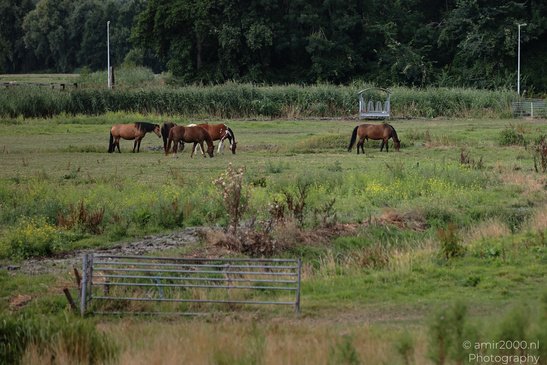 Around_Diemerbos_Diemen_Netherlands_Nature_Photography_Canon_EOS_R5_Mark_II_2026_001.JPG