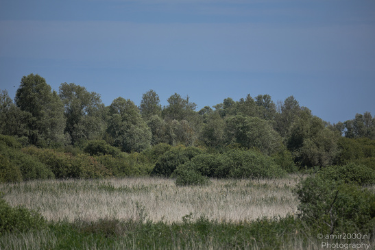 Around_Diemerpark_Amsterdam_Netherlands_Nature_Photography_Canon_EOS_R5_Mark_II_2026_002.JPG