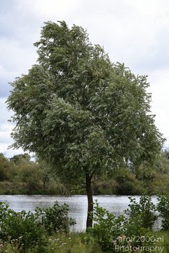 A leafy tree stands beside a river at Diemerpark in Amsterdam, Netherlands. - image from year 2026 #008