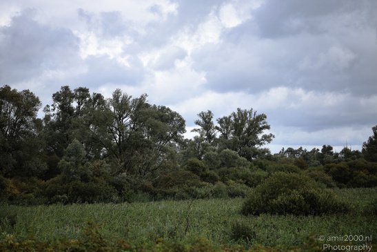 Dense shrubs and tall trees fill a natural landscape at Diemerpark beneath a cloudy sky in - image from year 2026 #009