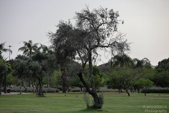 At_The_National_Park_Of_Ramat_Gan_Israel_Nature_Photography_Canon_EOS_R5_Mark_II_2026_002.JPG