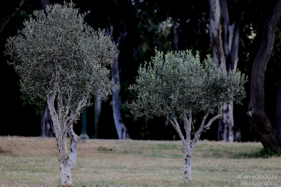 At_The_National_Park_Of_Ramat_Gan_Israel_Nature_Photography_Canon_EOS_R5_Mark_II_2026_004.JPG