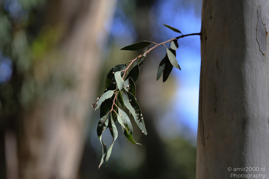 At_The_National_Park_Of_Ramat_Gan_Israel_Nature_Photography_Canon_EOS_R5_Mark_II_2026_008.JPG