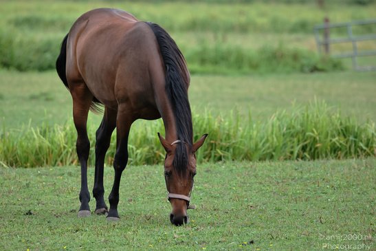Bay_Horse_Grazing_And_Standing_In_Meadow_Animal_Photography_Nature_Photography_Canon_EOS_R5_Mark_II_2026_001.JPG
