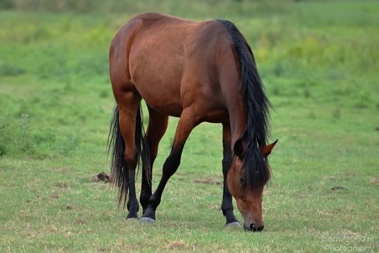 Bay_Horse_Grazing_And_Standing_In_Meadow_Animal_Photography_Nature_Photography_Canon_EOS_R5_Mark_II_2026_002.JPG