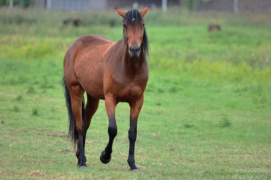 Bay_Horse_Grazing_And_Standing_In_Meadow_Animal_Photography_Nature_Photography_Canon_EOS_R5_Mark_II_2026_003.JPG
