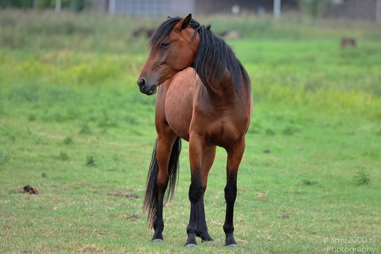 Bay_Horse_Grazing_And_Standing_In_Meadow_Animal_Photography_Nature_Photography_Canon_EOS_R5_Mark_II_2026_004.JPG