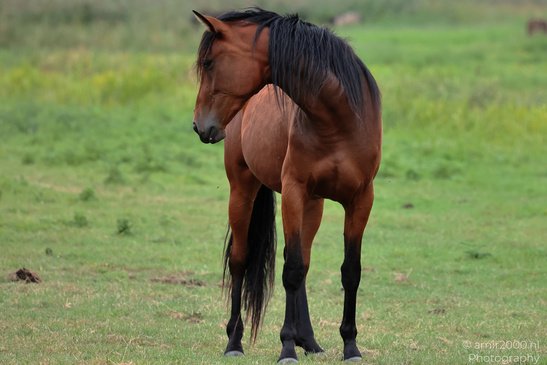 Bay_Horse_Grazing_And_Standing_In_Meadow_Animal_Photography_Nature_Photography_Canon_EOS_R5_Mark_II_2026_005.JPG
