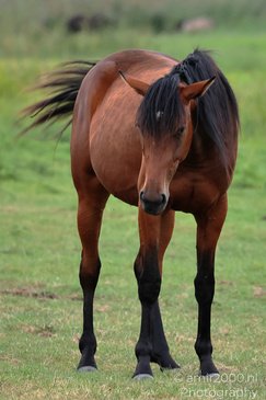 Bay_Horse_Grazing_And_Standing_In_Meadow_Animal_Photography_Nature_Photography_Canon_EOS_R5_Mark_II_2026_006.JPG
