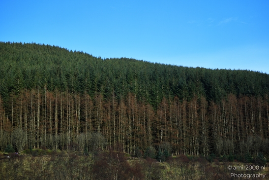 A dense forest with tall evergreen trees on a hillside under a clear blue sky in Scotland United - image from year 2026 #010