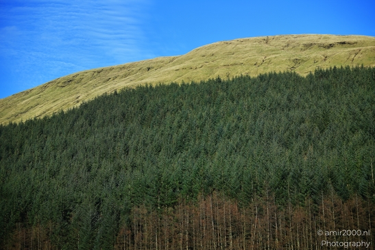 A dense forest of coniferous trees with a grassy hill and clear blue sky in the background in - image from year 2026 #011