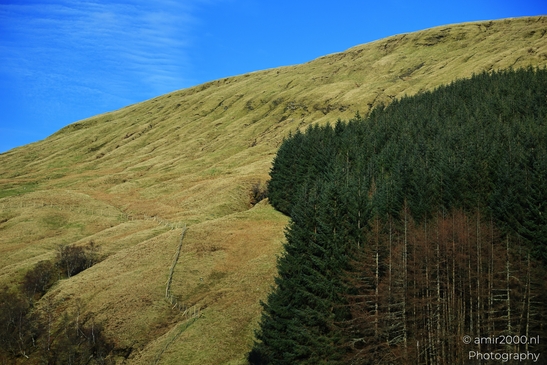A grassy hillside with a dense forest of evergreen trees on its right side and a clear blue sky - image from year 2026 #012