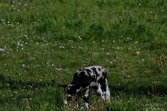 Black_And_White_Lambs_With_Sheep_Animal_Photography_Nature_Photography_Canon_EOS_R5_Mark_II_2026_001.JPG