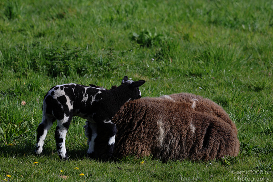 Black_And_White_Lambs_With_Sheep_Animal_Photography_Nature_Photography_Canon_EOS_R5_Mark_II_2026_002.JPG