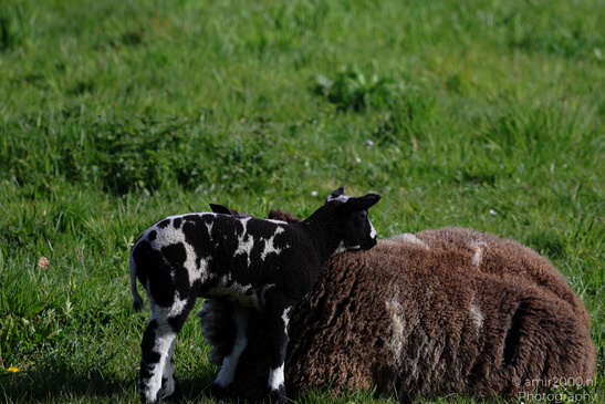 Black_And_White_Lambs_With_Sheep_Animal_Photography_Nature_Photography_Canon_EOS_R5_Mark_II_2026_003.JPG