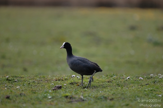 A black bird with a white patch on its head is standing on the grass. - image from year 2026 #001