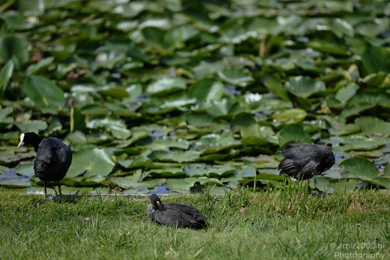 Several black coots stand on grass at the edge of a lily-pad-covered pond. image from year 2026 #1