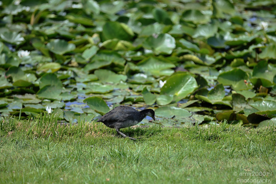 A black coot stands on grass in front of dense green lily pads. image from year 2026 #2