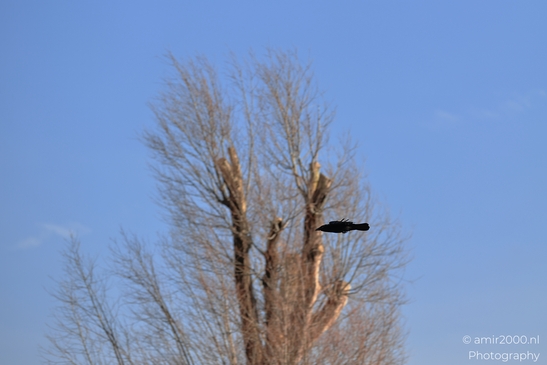A black crow is captured in mid flight against a clear blue sky with a leafless tree in the - image from year 2026 #001