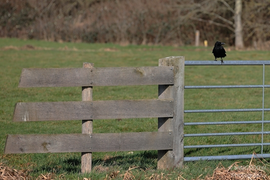 A black crow perched on a metal gate in a grassy field. - image from year 2026 #001