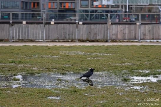 Black bird perched in water filled field with buildings and fence in background. image from year 2026 #1