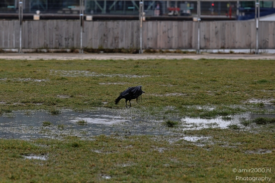 Black crow in wet marsh field near urban barrier fence and buildings. image from year 2026 #2