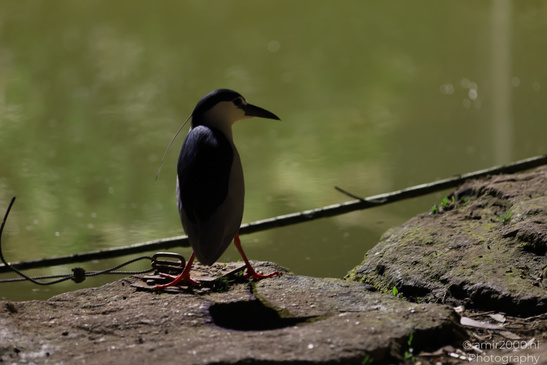Black_Crowned_Night_Heron_In_Israel_Birds_Photography_Nature_Photography_Canon_EOS_R5_Mark_II_2026_001.JPG