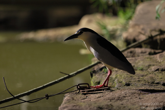 Black_Crowned_Night_Heron_In_Israel_Birds_Photography_Nature_Photography_Canon_EOS_R5_Mark_II_2026_002.JPG