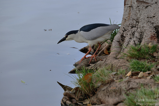 Black_Crowned_Night_Heron_In_Israel_Birds_Photography_Nature_Photography_Canon_EOS_R5_Mark_II_2026_003.JPG