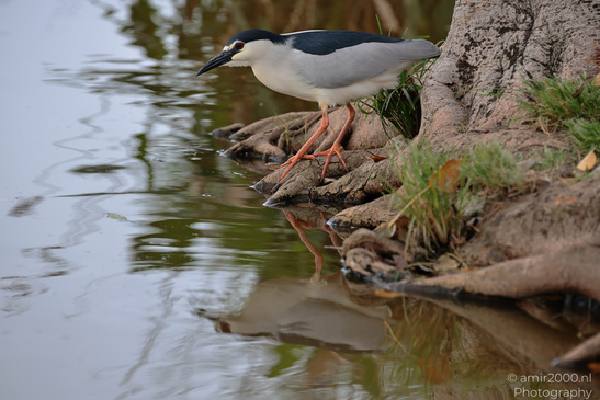 Black_Crowned_Night_Heron_In_Israel_Birds_Photography_Nature_Photography_Canon_EOS_R5_Mark_II_2026_004.JPG