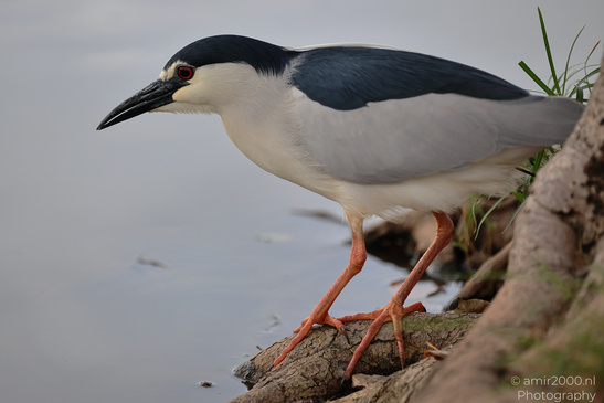 Black_Crowned_Night_Heron_In_Israel_Birds_Photography_Nature_Photography_Canon_EOS_R5_Mark_II_2026_005.JPG