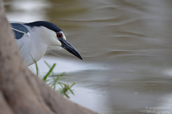 Black_Crowned_Night_Heron_In_Israel_Birds_Photography_Nature_Photography_Canon_EOS_R5_Mark_II_2026_006.JPG