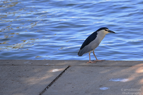 Black_Crowned_Night_Heron_In_Israel_Birds_Photography_Nature_Photography_Canon_EOS_R5_Mark_II_2026_007.JPG