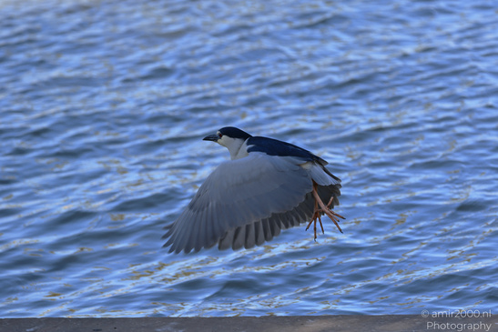 Black_Crowned_Night_Heron_In_Israel_Birds_Photography_Nature_Photography_Canon_EOS_R5_Mark_II_2026_008.JPG