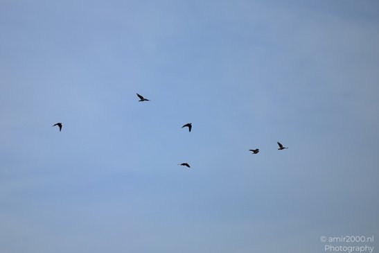 Black_Crows_Flying_Birds_Photography_Nature_Photography_Canon_EOS_R5_Mark_II_2026_001.JPG