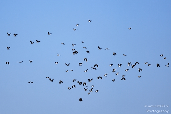 Black Tailed Godwits fly across open sky with wings extended. - image from year 2026 #001