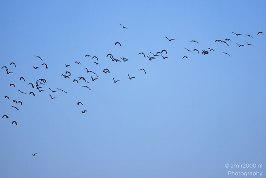 Black Tailed Godwits fly across open sky with wings extended against blue sky. - image from year 2026 #002