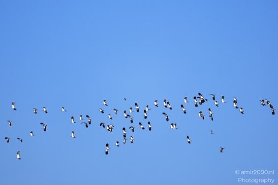 A flock of birds flying in a clear blue sky. - image from year 2026 #003