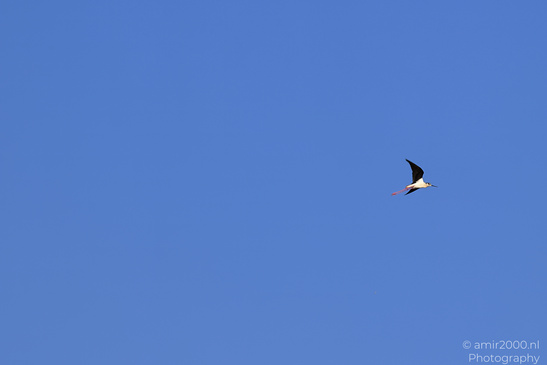 Black_Winged_Stilt_Birds_Photography_Nature_Photography_Canon_EOS_R5_Mark_II_2026_001.JPG