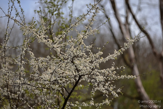 A tree with white blossoms and some green leaves, set against a blurred background of trees and - image from year 2026 #001